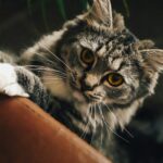 a cat lying on a person's lap